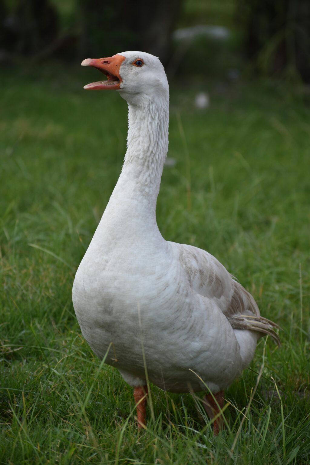A white domestic goose standing in the grass, captured outdoors in natural surroundings.