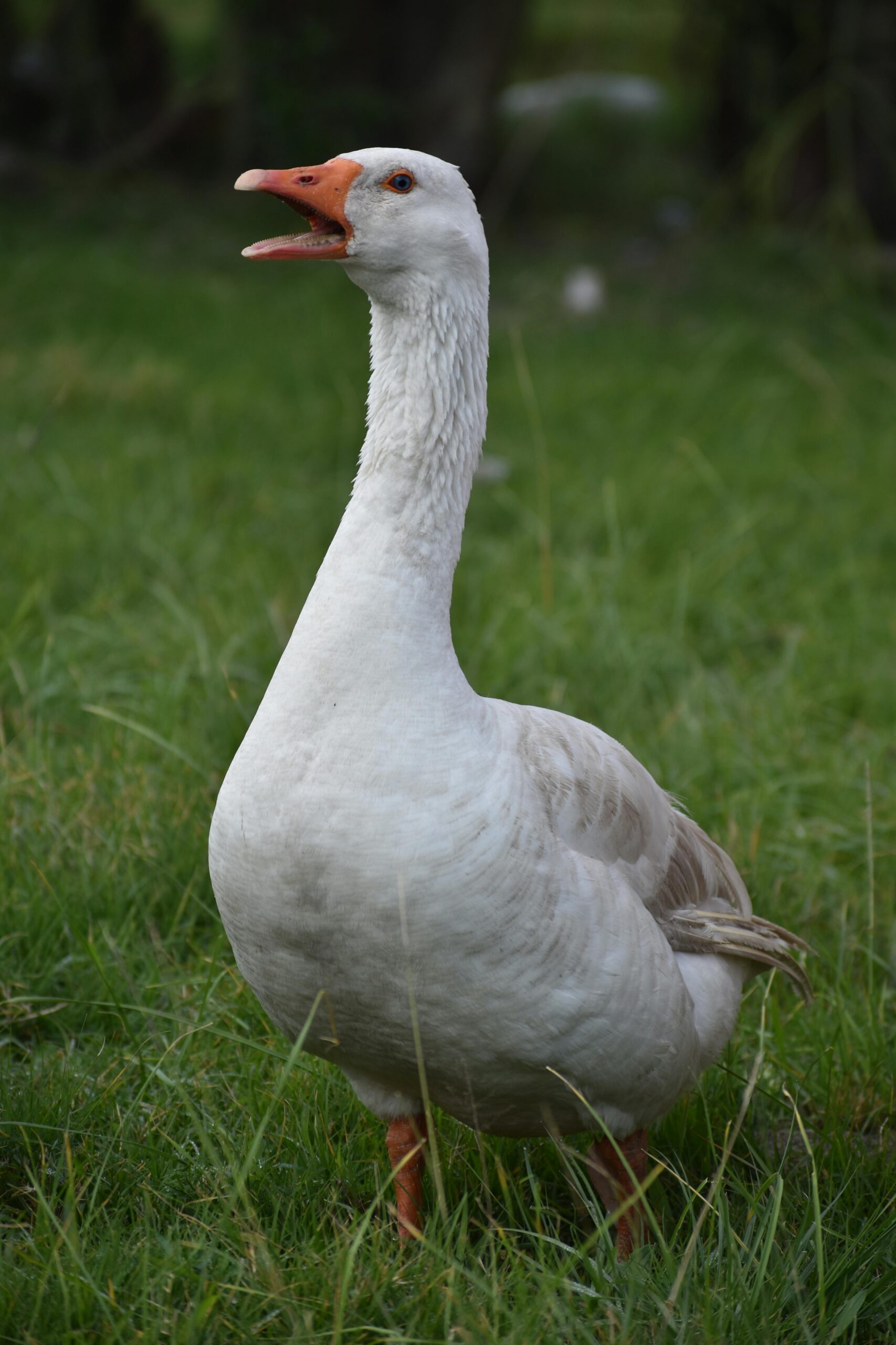 A white domestic goose standing in the grass, captured outdoors in natural surroundings.